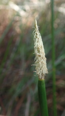 Eleocharis limosa