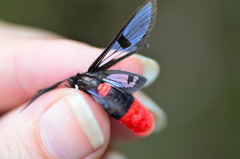 Aethria haemorrhoidalis