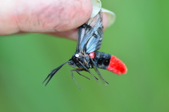 Aethria haemorrhoidalis