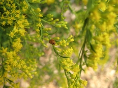 Hippodamia variegata