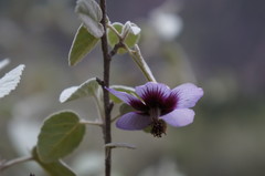 Abutilon arequipense