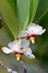 Clusia fockeana