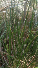 Eleocharis limosa