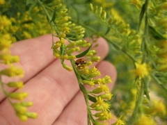 Hippodamia variegata