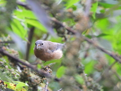 Passerina rositae