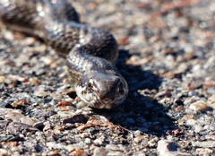 Philodryas psammophidea