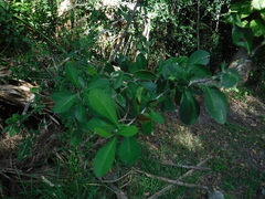 Sideroxylon celastrinum