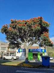 Spathodea campanulata