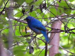 Passerina rositae