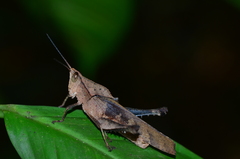 Colpolopha