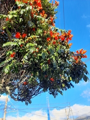 Spathodea campanulata