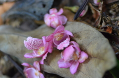 Lecythis confertiflora