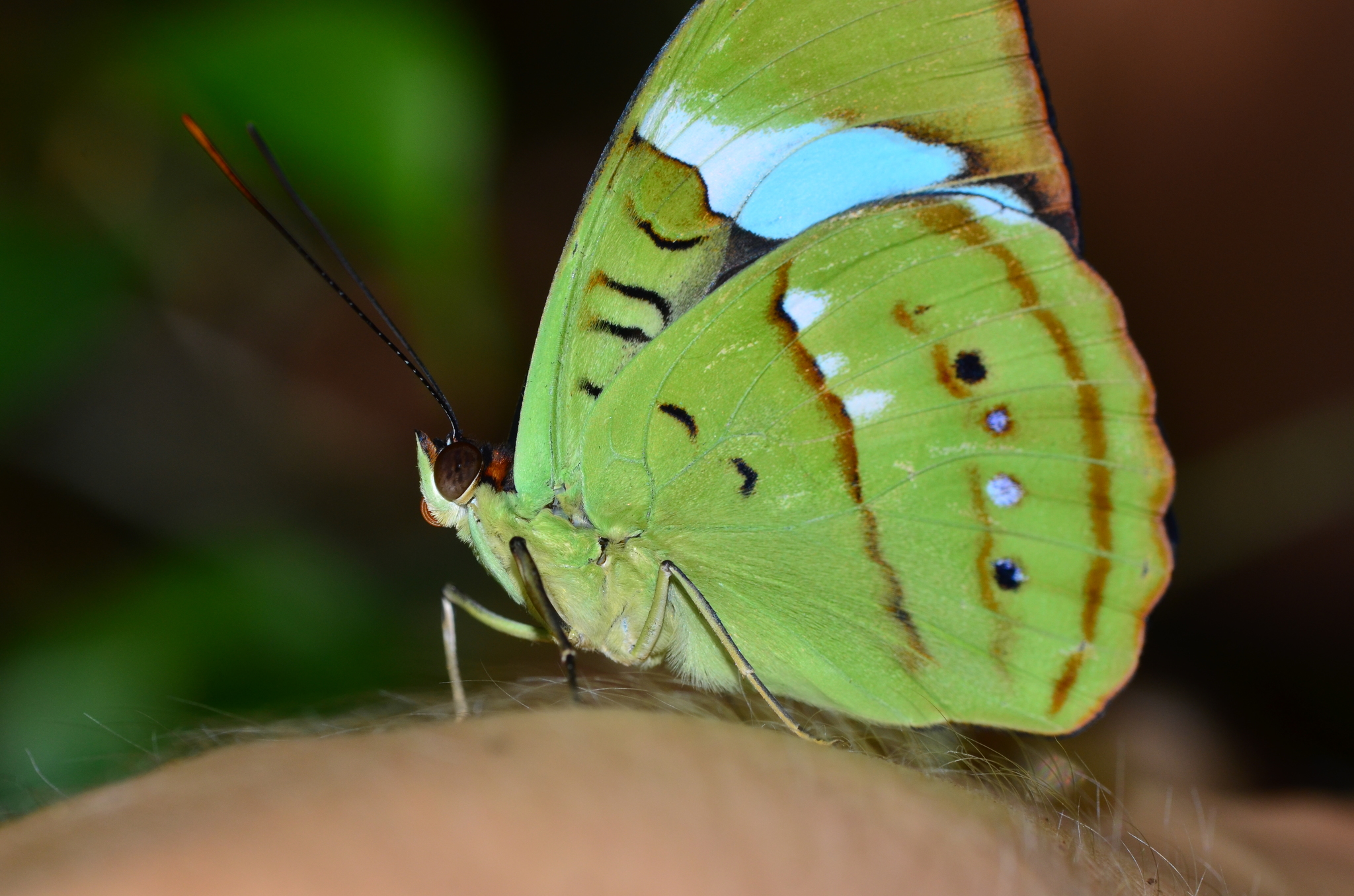 Mounted Insect Green Olivewing Butterfly underside Nessaea authentic hewitsoni