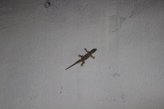 Hemidactylus platyurus