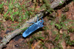 Proconia esmeraldae