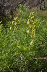 Ambrosia artemisioides