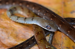 Dendrophidion dendrophis