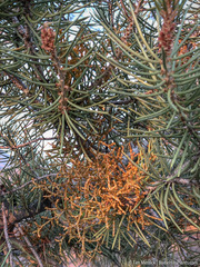 Arceuthobium divaricatum