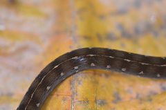 Dendrophidion dendrophis