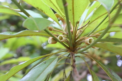 Sapotaceae