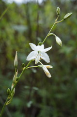 Trihesperus glaucus