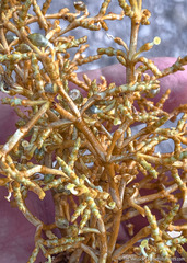 Arceuthobium divaricatum