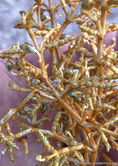 Arceuthobium divaricatum