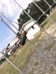 Stenaspis verticalis insignis