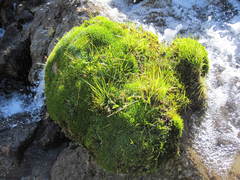 Distichia acicularis