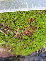 Distichia acicularis