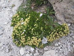 Baccharis caespitosa