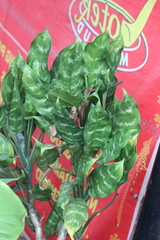 Aglaonema modestum