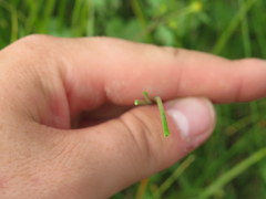 Eleocharis compressa