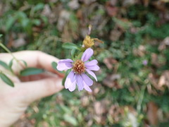 Eurybia surculosa