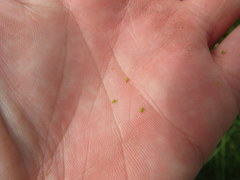 Eleocharis compressa