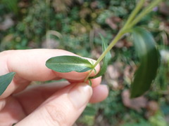 Eurybia surculosa