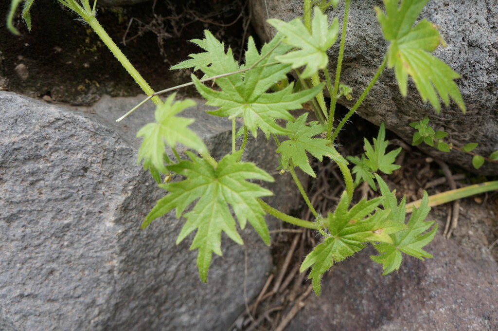 Bowlesia palmata