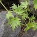 Bowlesia palmata - Photo (c) danplant, alguns direitos reservados (CC BY-NC), uploaded by danplant