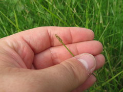 Eleocharis compressa