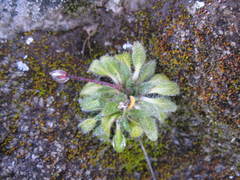 Brayopsis monimocalyx