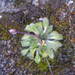 Brayopsis monimocalyx - Photo (c) danplant, algunos derechos reservados (CC BY-NC), subido por danplant
