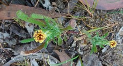 Podotheca angustifolia