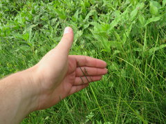 Eleocharis compressa