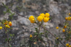 Calceolaria inamoena