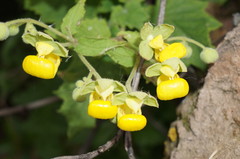 Calceolaria lobata