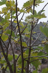 Vasconcellea candicans
