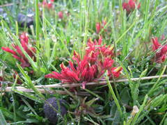 Castilleja pumila