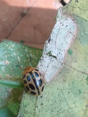 Plagiodera ornata