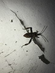 Leptoglossus occidentalis