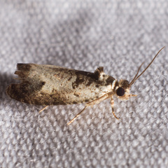Olethreutes malana
